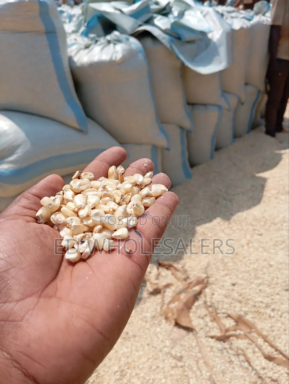 Maize Grains , Whole Maize