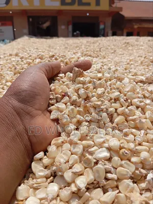 Maize Grains , Whole Maize