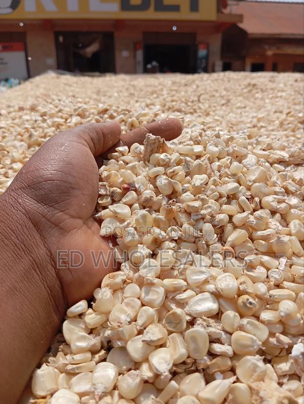 Maize Grains , Whole Maize - thumbnail 5
