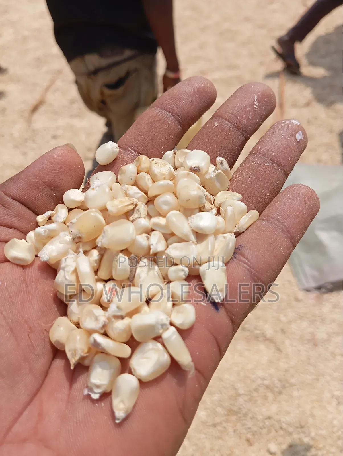 Maize Grains , Whole Maize