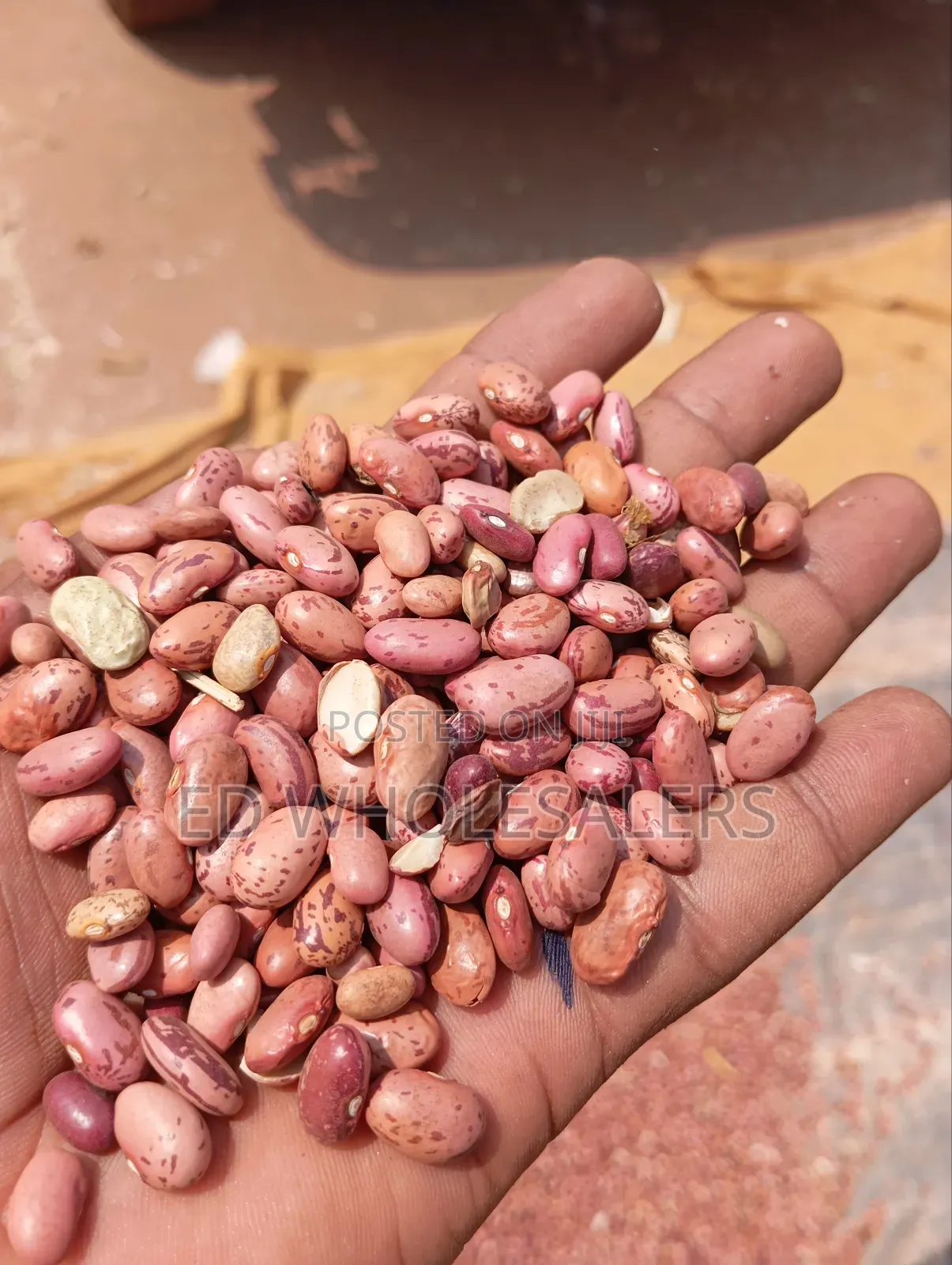 Rose Coco Beans