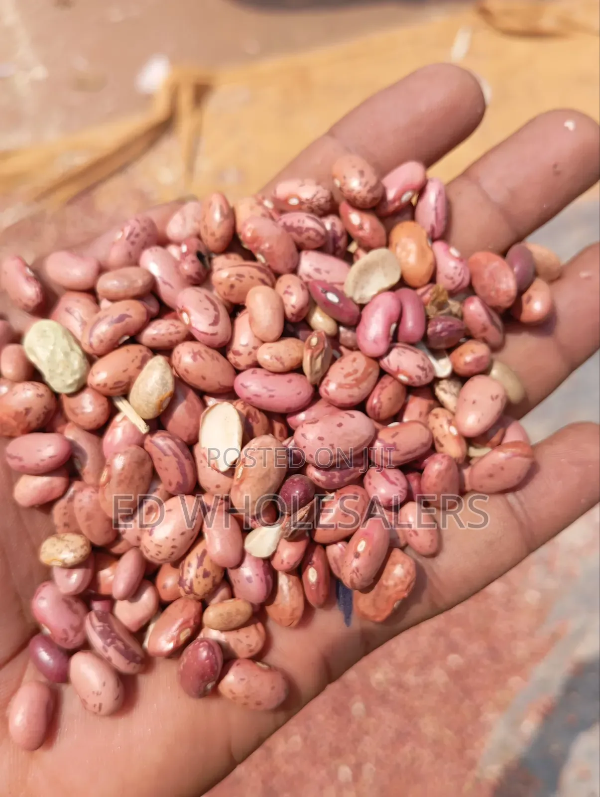 Rose Coco Beans