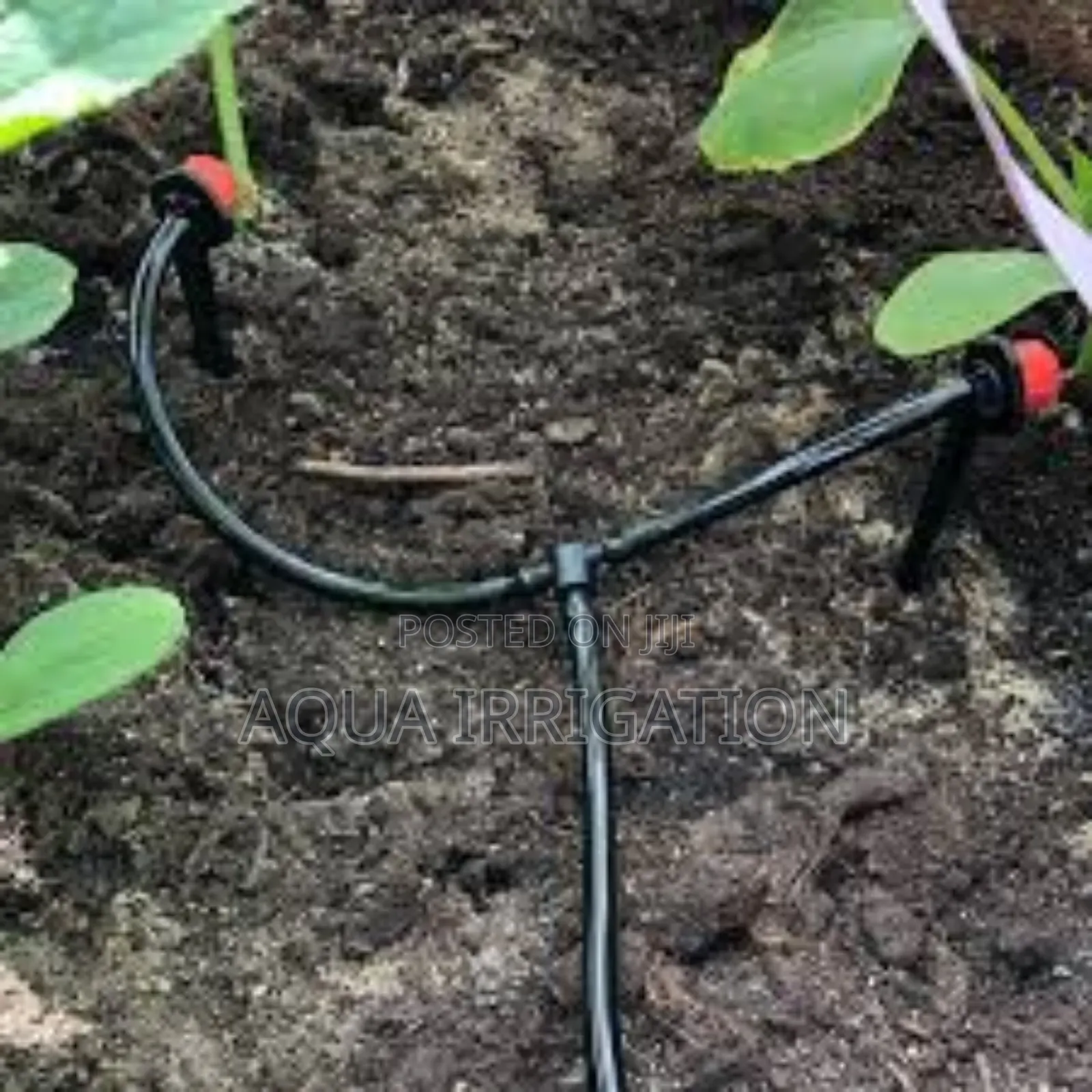 Effortless Irrigation With Rain Horse Tech!