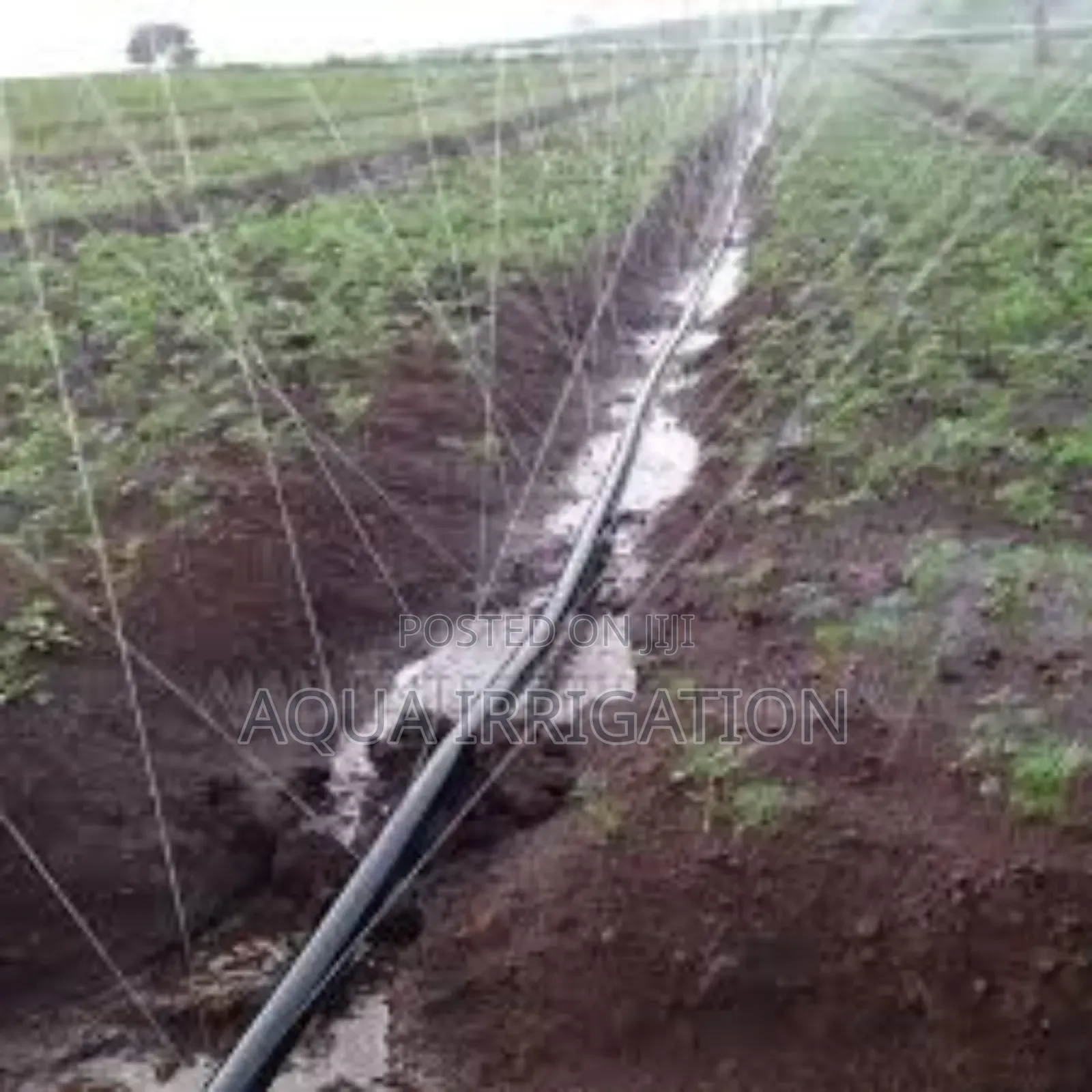 Rain Horse: More Growth, Less Water Waste