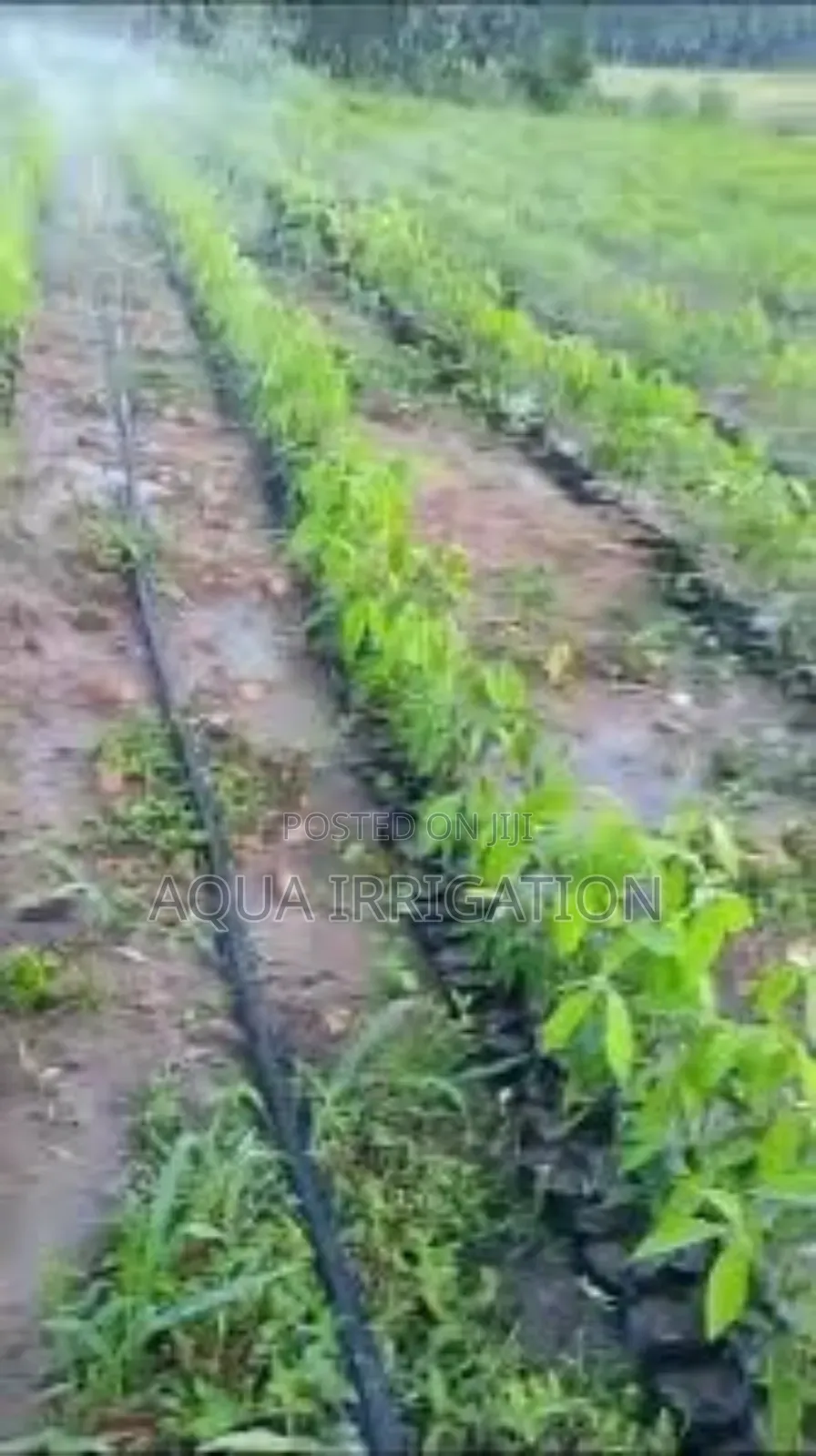 Rain Horse Drip Tech – Smart Watering Solutions