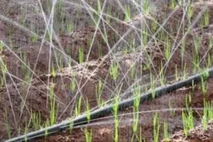 Rain Horse: Where Efficiency Meets Agriculture
