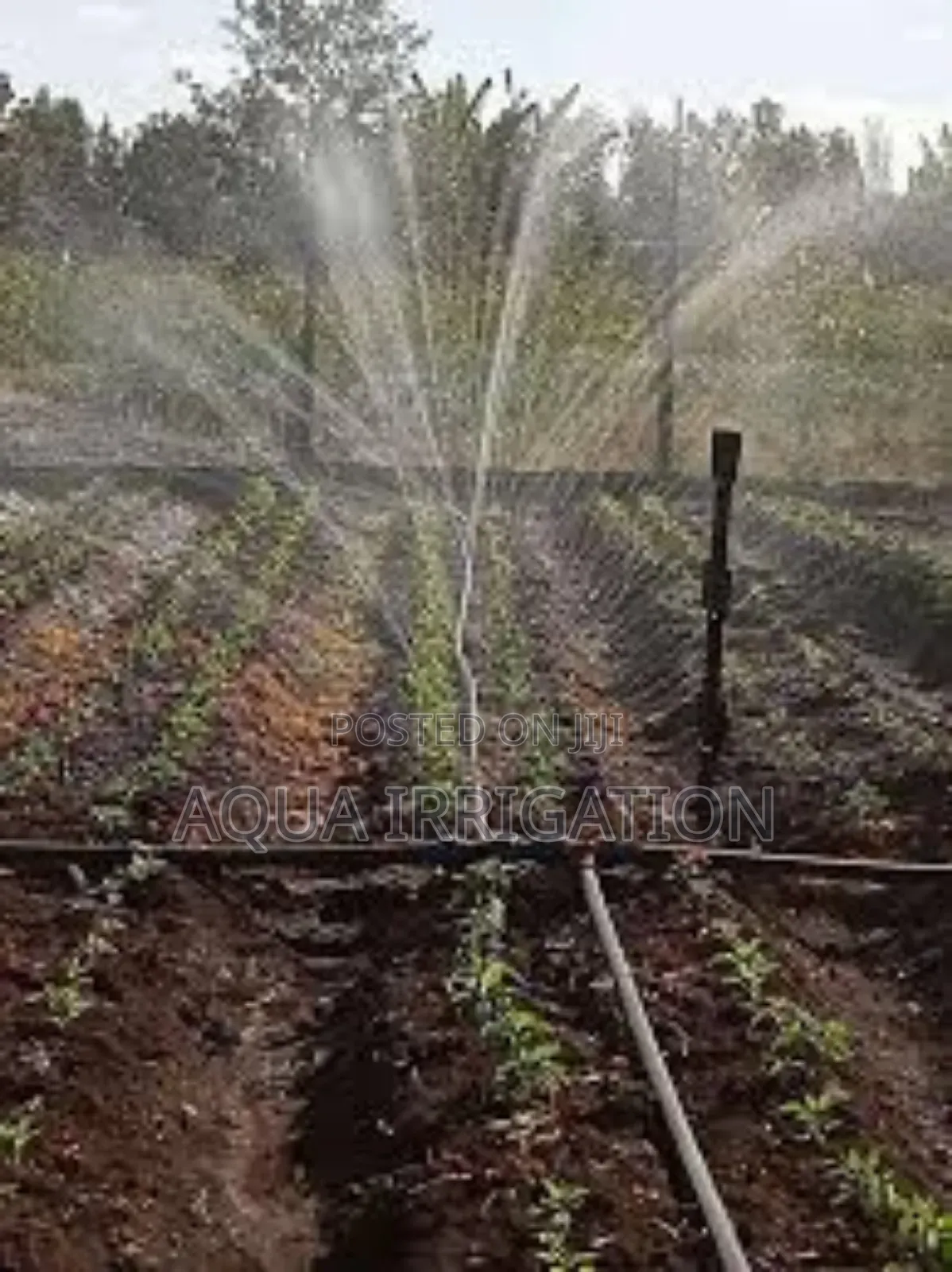 Increase Your Crop Yield With Rain Horse Drip Tech