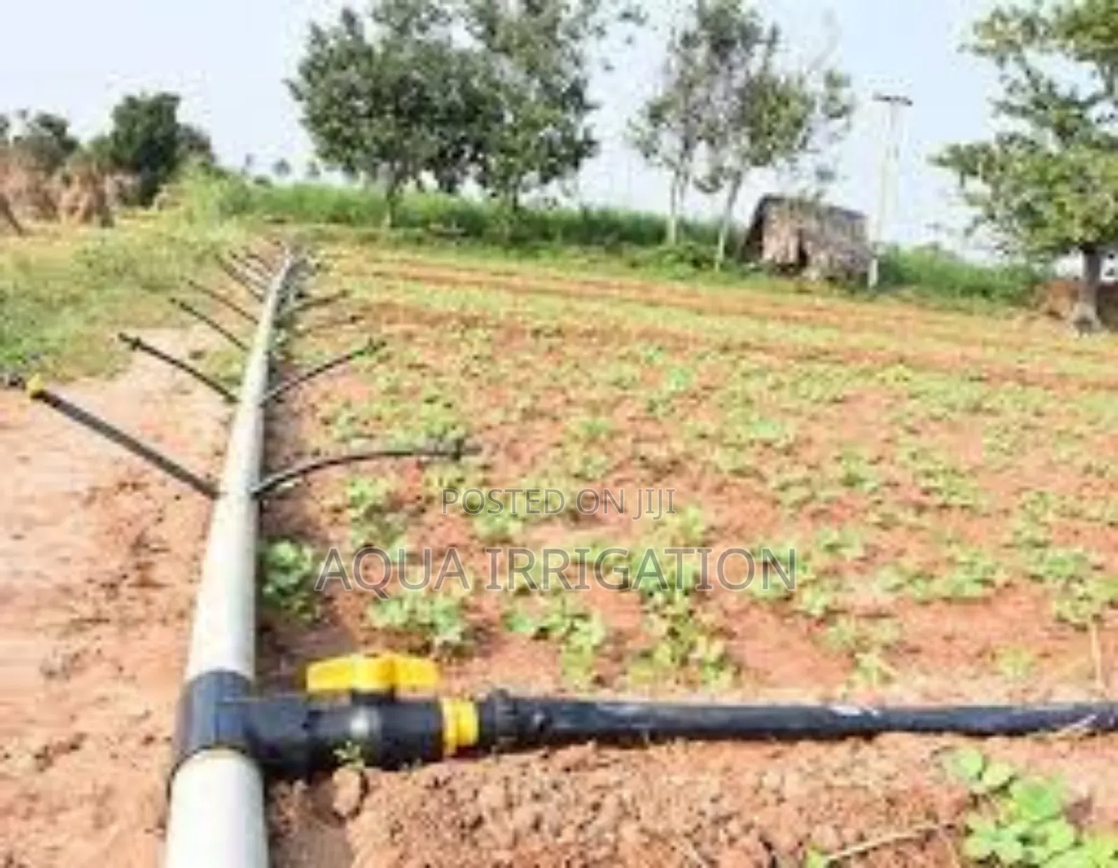Healthy Plants, Happy Farmers – Choose Rain Horse!