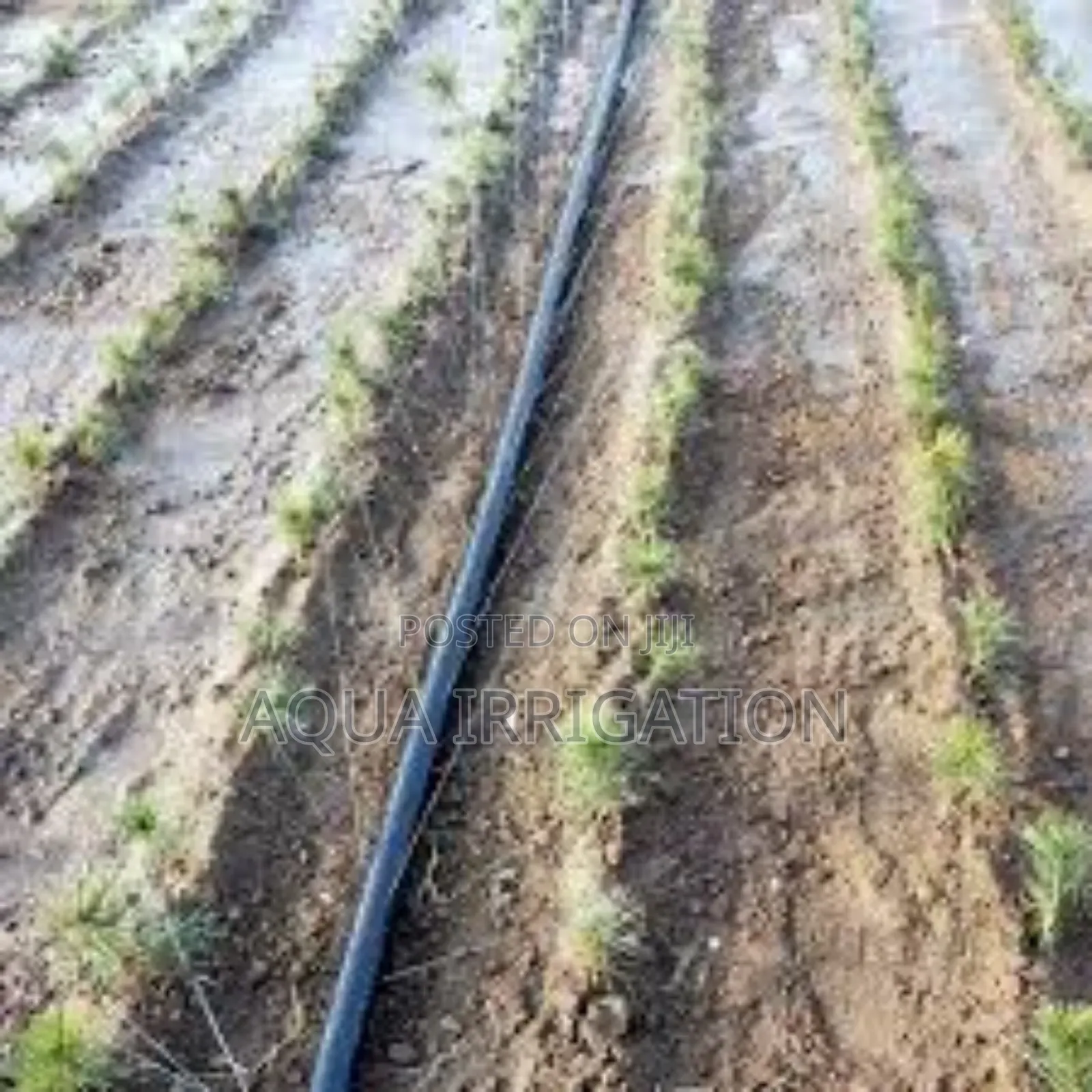 Effortless Watering, Maximum Growth – Rain Horse
