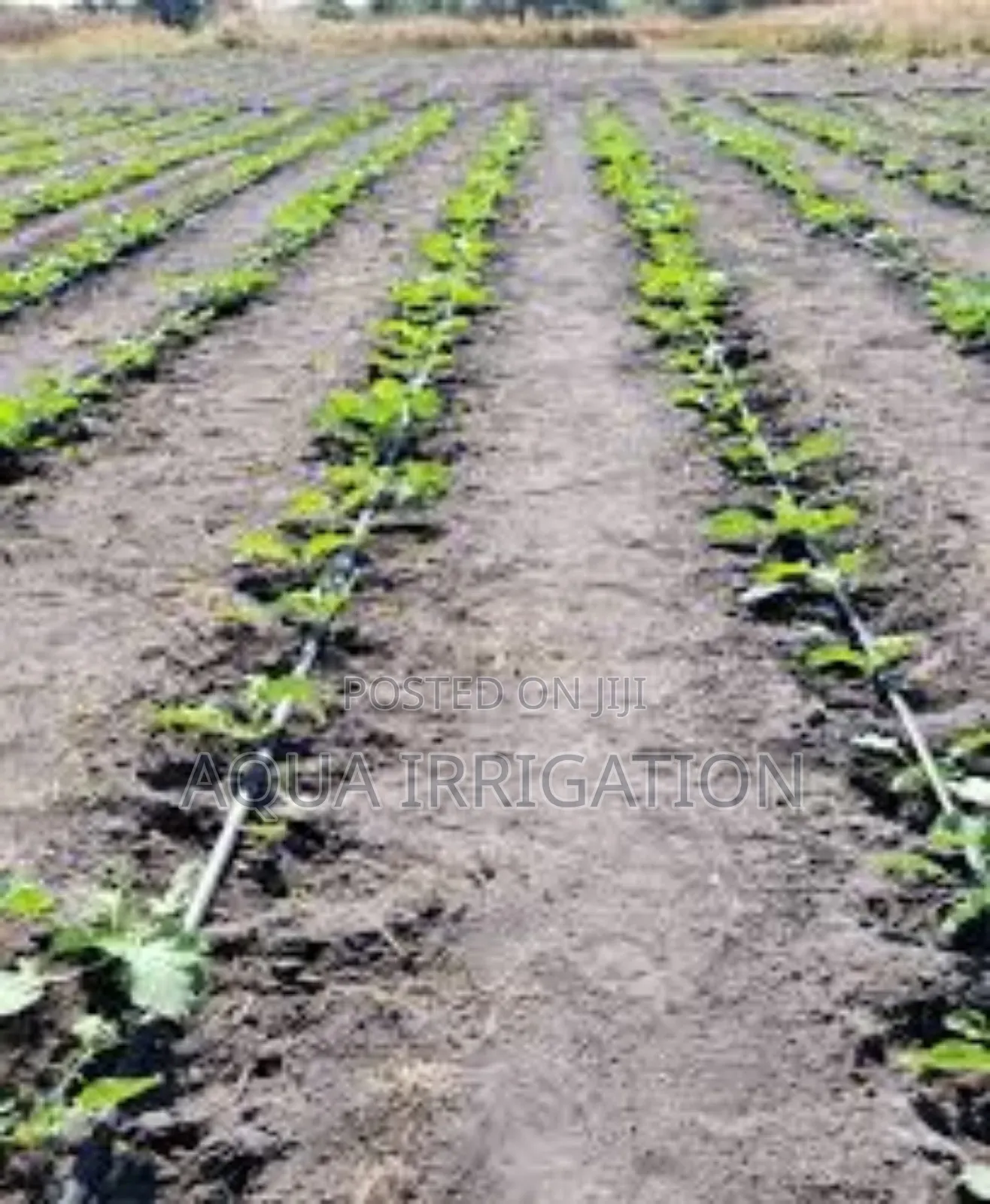 Water Smarter, Harvest Better – Rain Horse