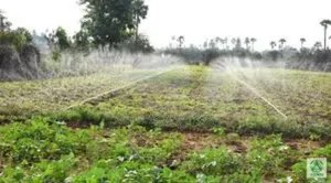 Optimize Your Water Use With Rain Horse!