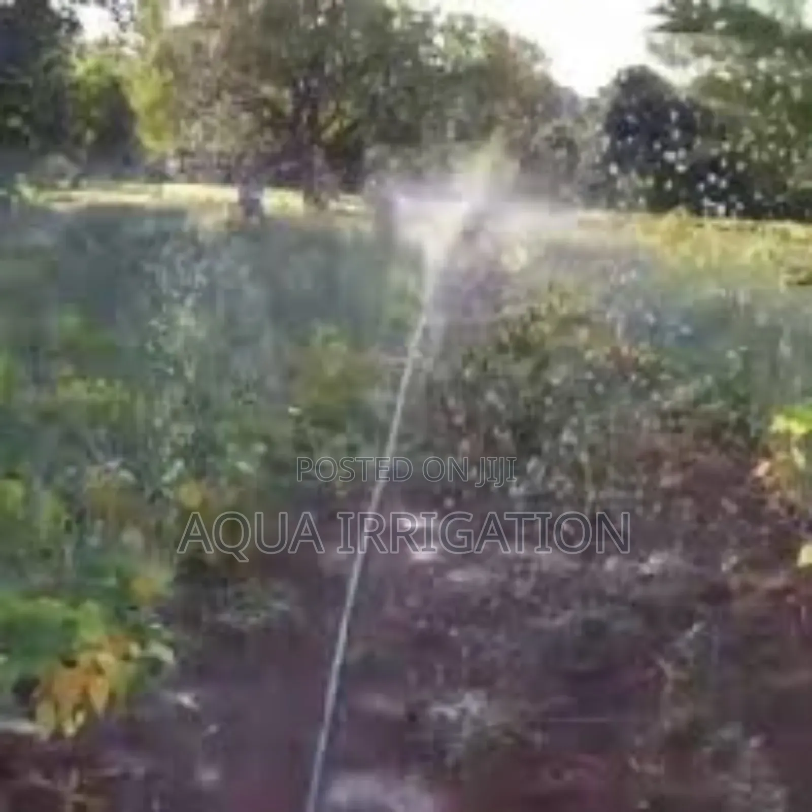 Maximize Every Drop, Grow With Rain Horse