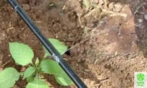 Healthy Crops, Less Water – Drip Lines Work