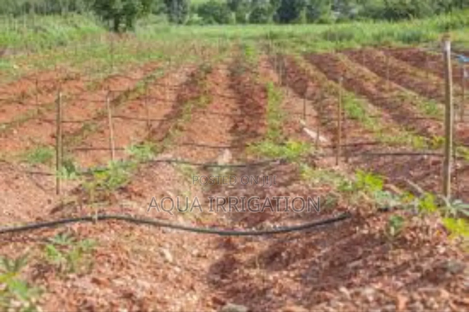 Effortless Watering, Bumper Harvests!