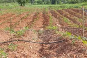 Effortless Watering, Bumper Harvests!