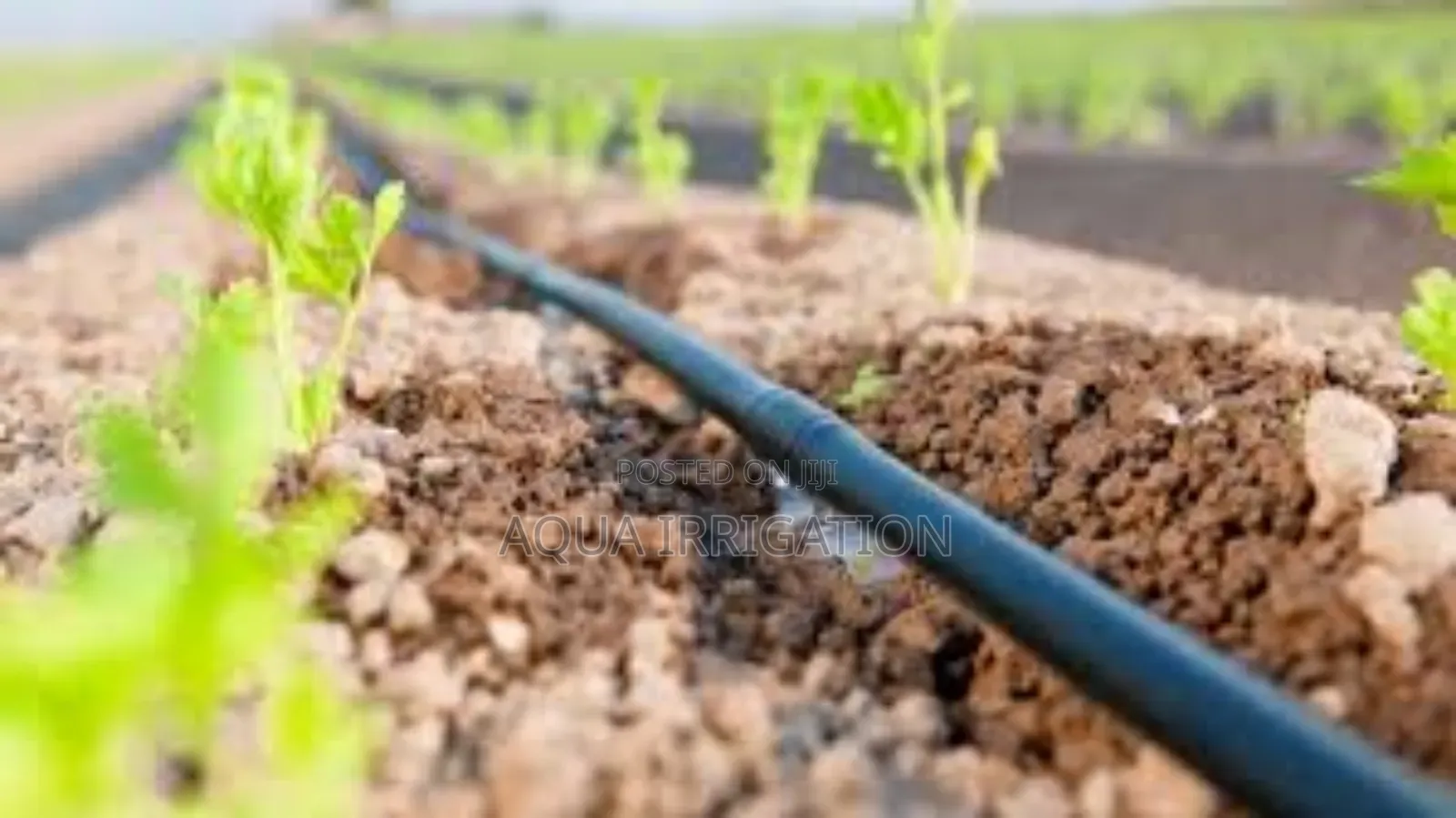 Drip Lines: Where Efficiency Meets Growth