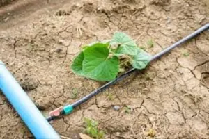 Save Water, Grow More – Drip Irrigation Works