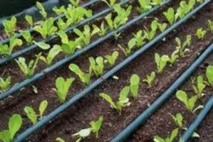 Drip Lines: The Best Investment for Farmers