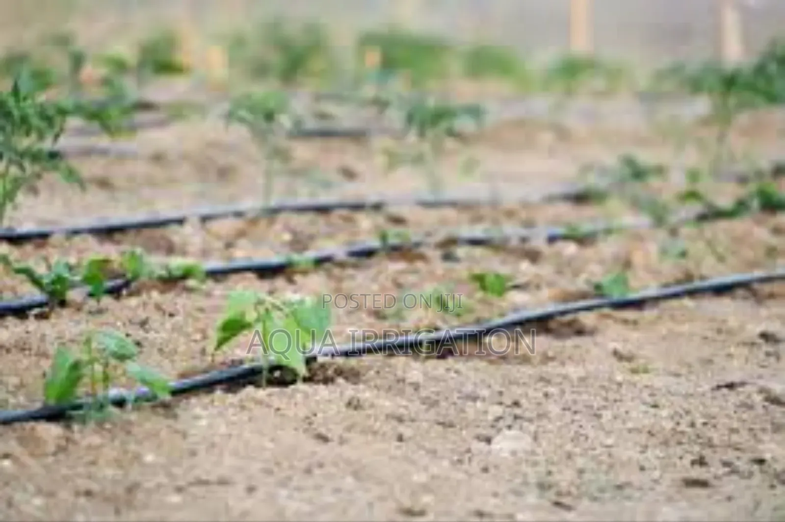 Drip Irrigation: More Crop, Less Effort