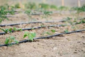 Drip Irrigation: More Crop, Less Effort - thumbnail 2