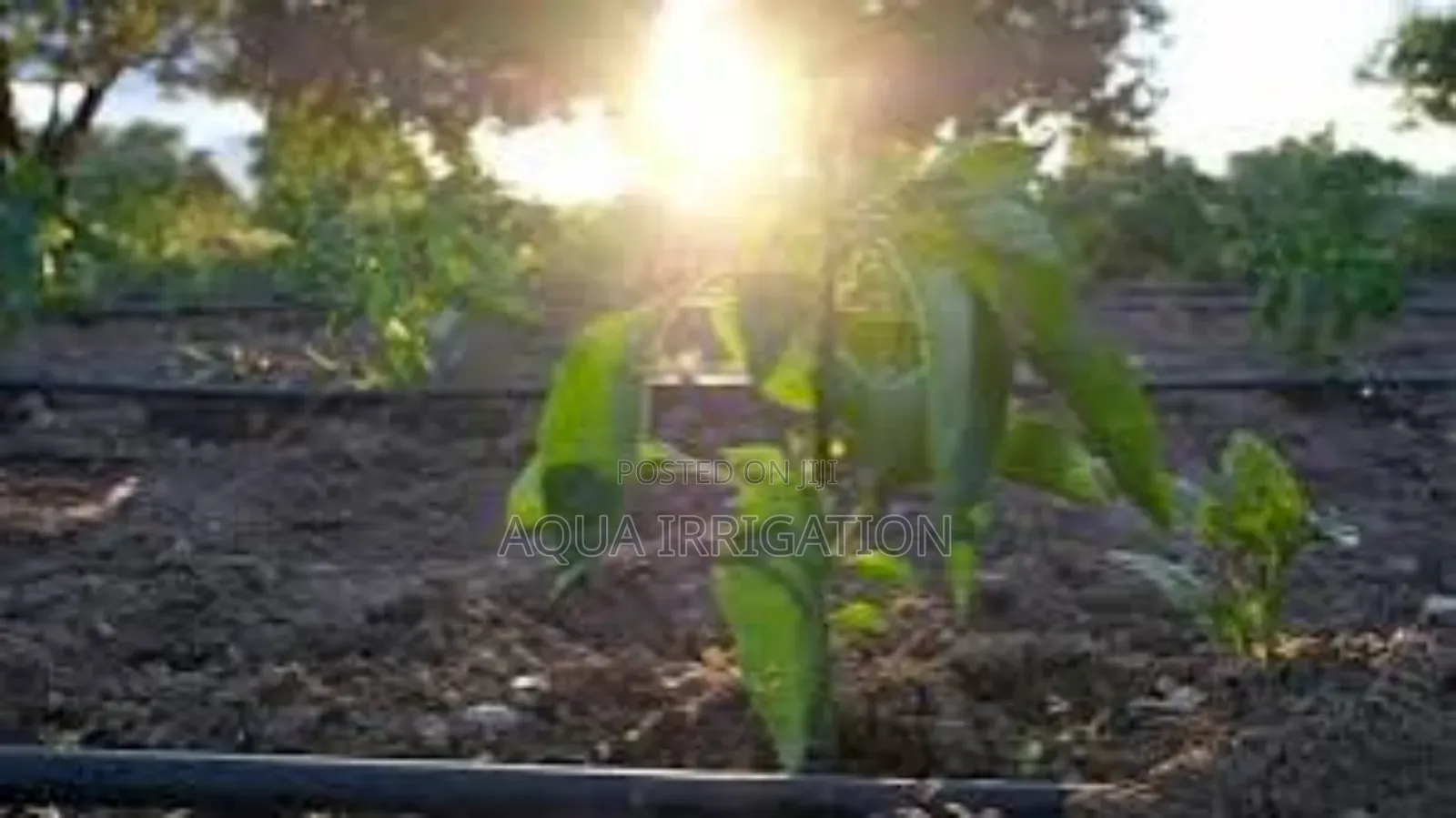 Water Every Plant Perfectly With Drip Lines