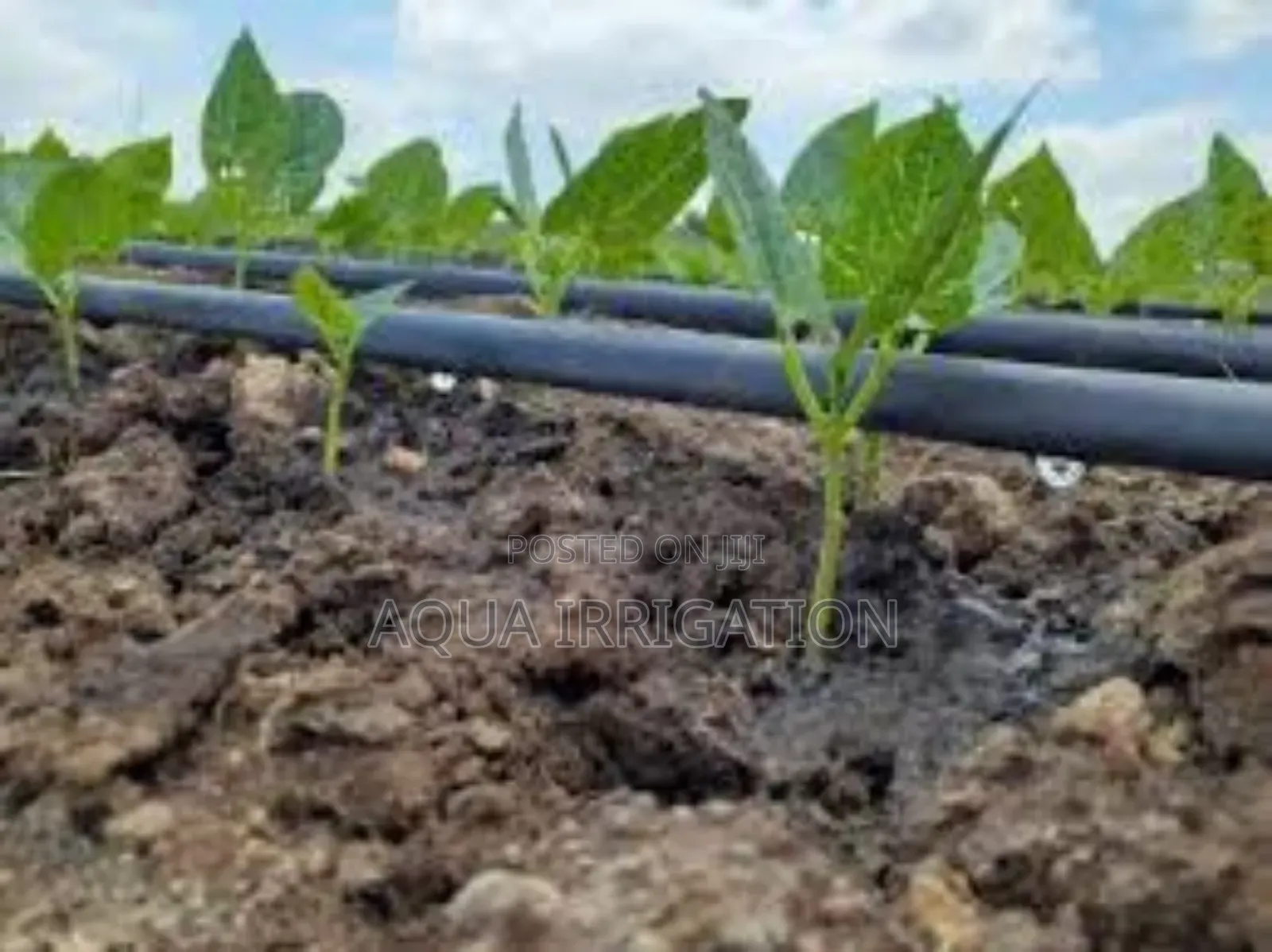 Grow More, Waste Less With Drip Lines!