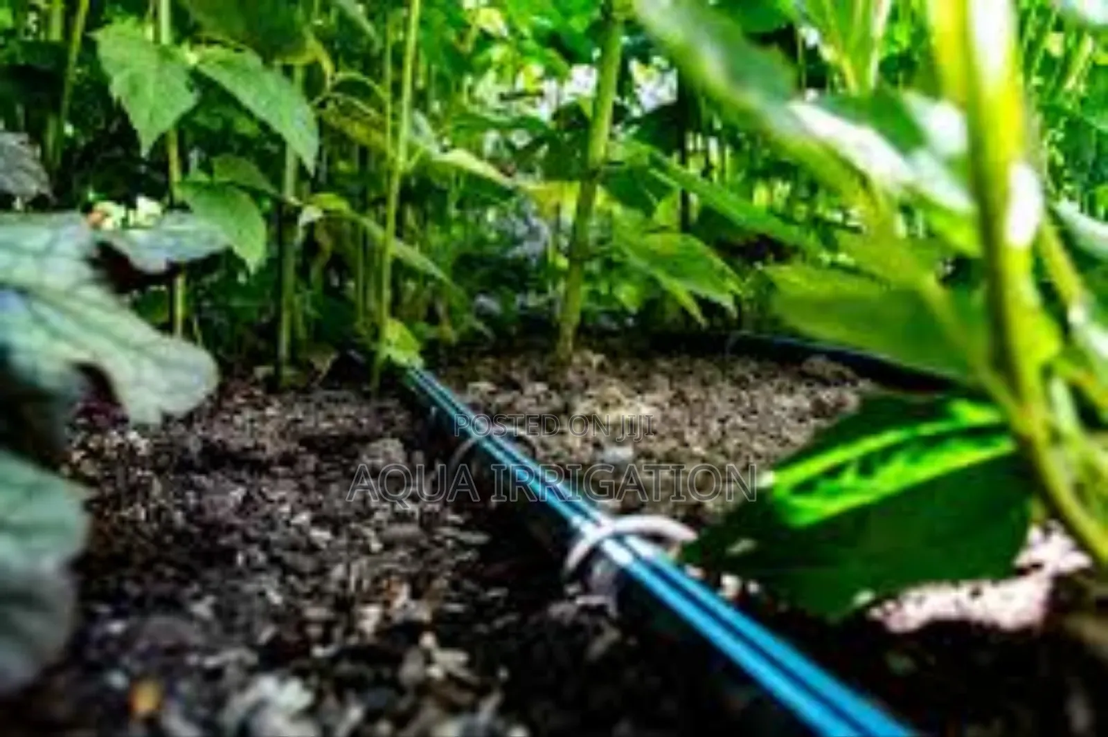 Drip Irrigation: The Best Way to Water