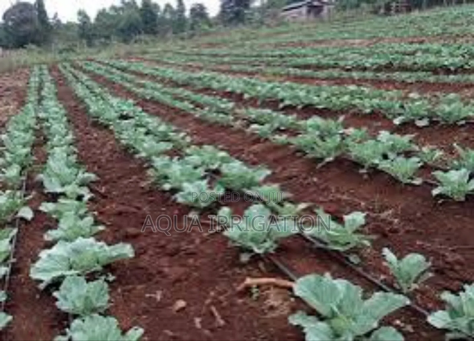 Drip Lines: More Water for Roots, Less Waste!