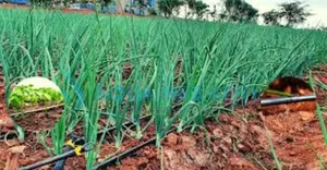 Efficient Watering, Maximum Harvest