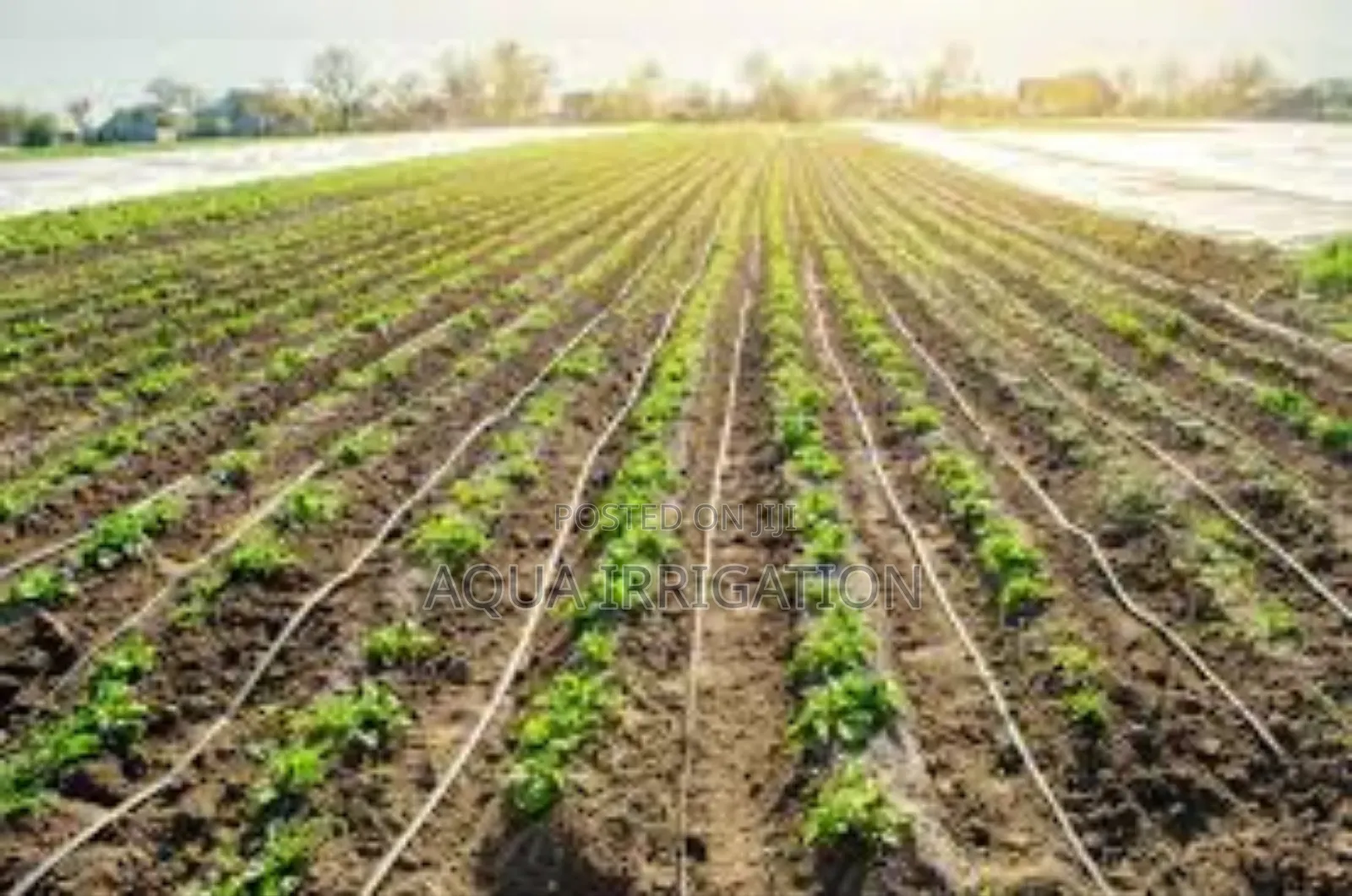 Drip Lines: More Growth, Less Water Waste