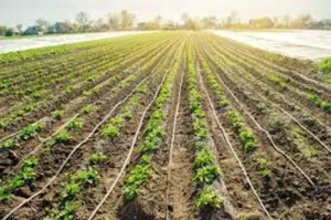 Drip Lines: More Growth, Less Water Waste