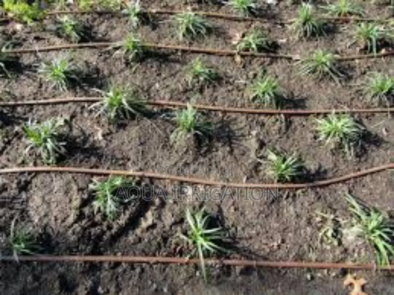 Drip Irrigation: A Revolution in Farming