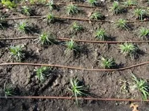 Drip Irrigation: A Revolution in Farming