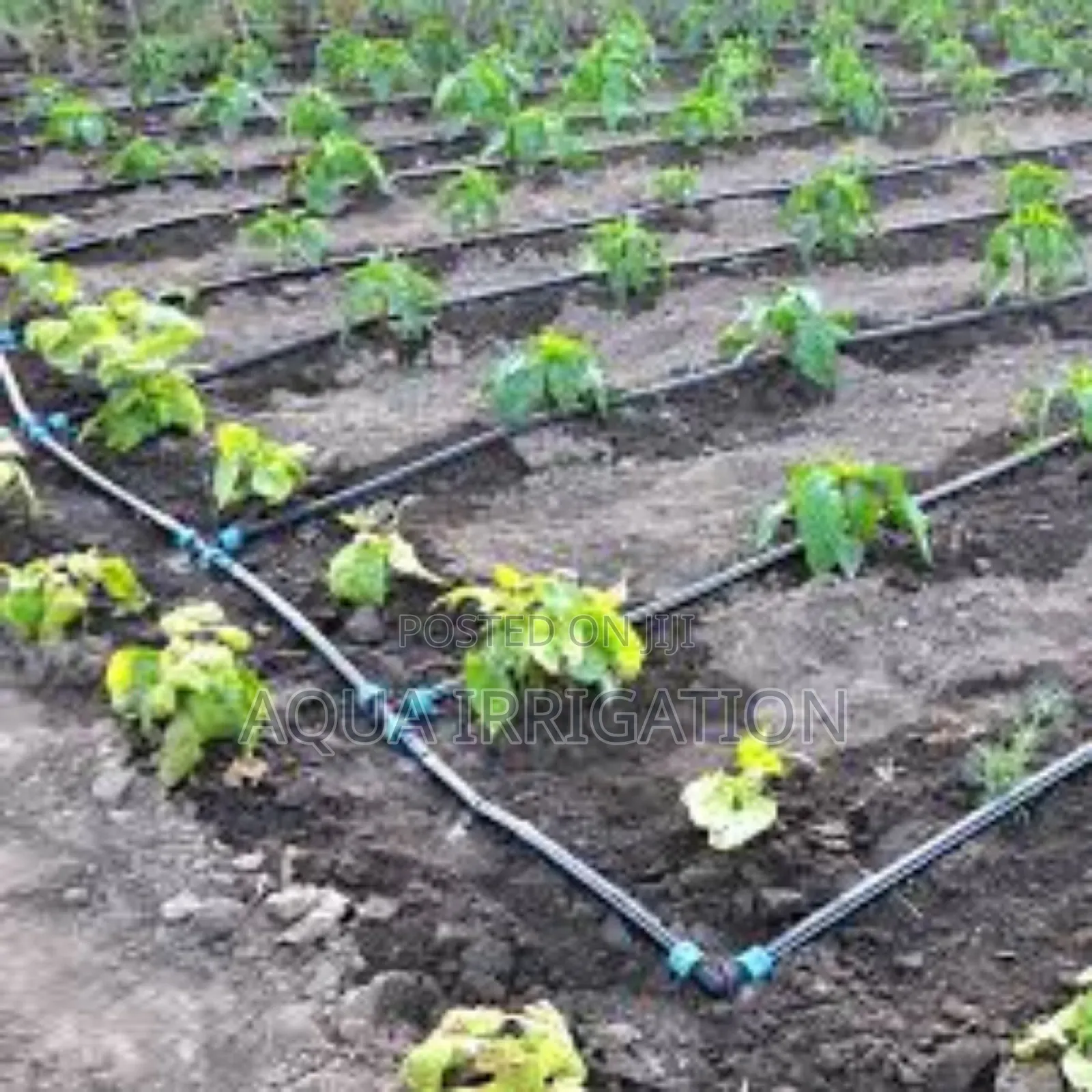 Grow Stronger Crops With Drip Irrigation
