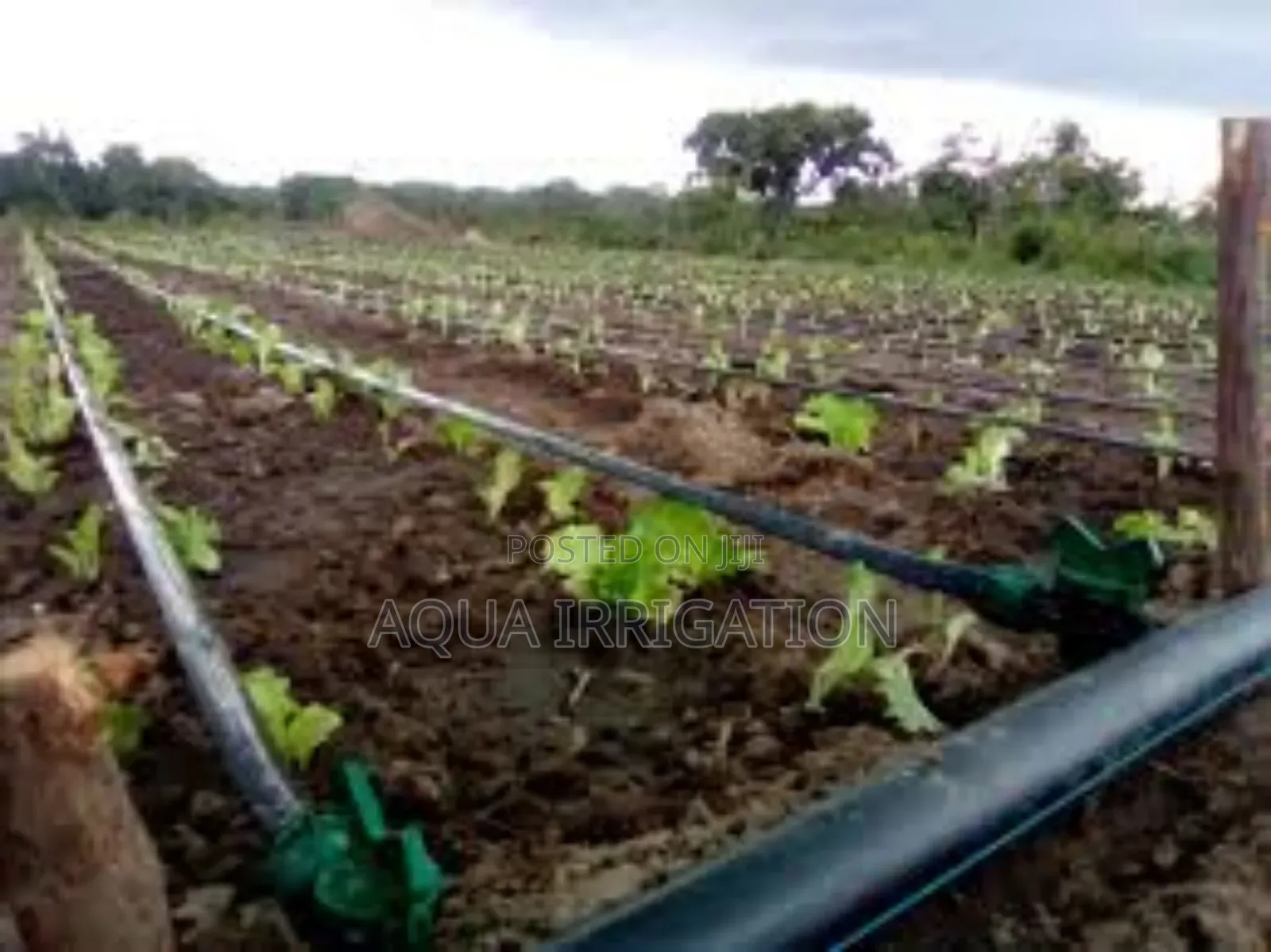 Drip Lines: Every Plant Gets the Right Amount