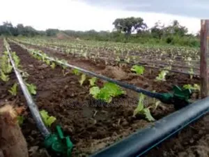 Drip Lines: Every Plant Gets the Right Amount
