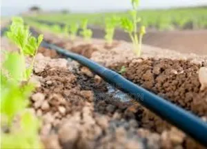 Drip Irrigation: Water Where It Matters