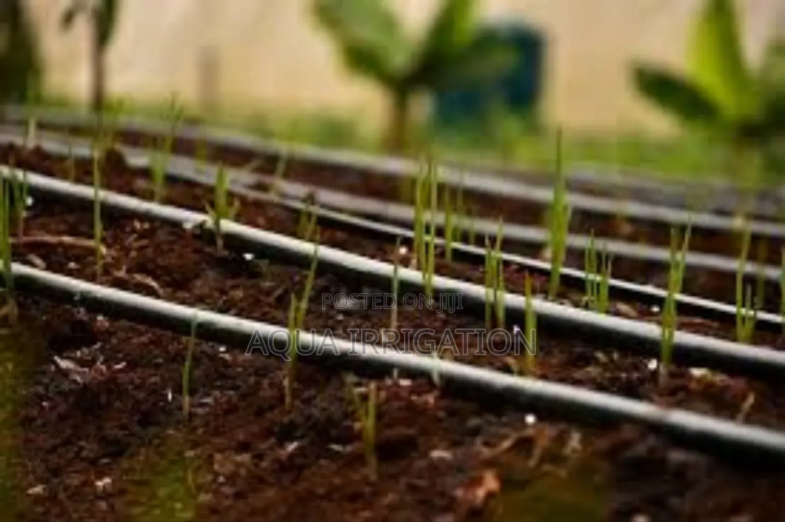 Drip Lines: Reliable Watering, Stronger Plants!