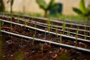 Drip Lines: Reliable Watering, Stronger Plants! - thumbnail 2