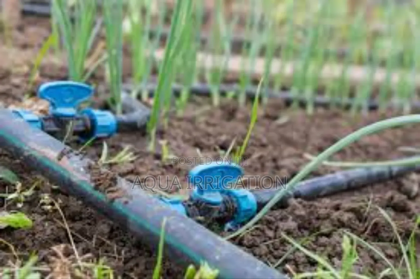 Drip Irrigation: The Key to Water Conservation