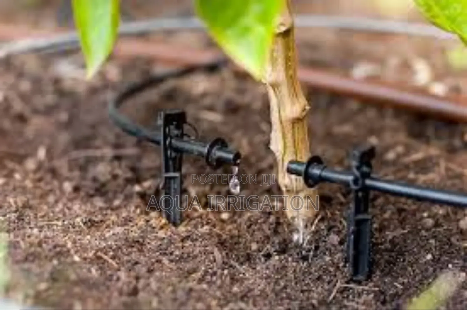 Drip Lines: The Future of Water Efficiency!