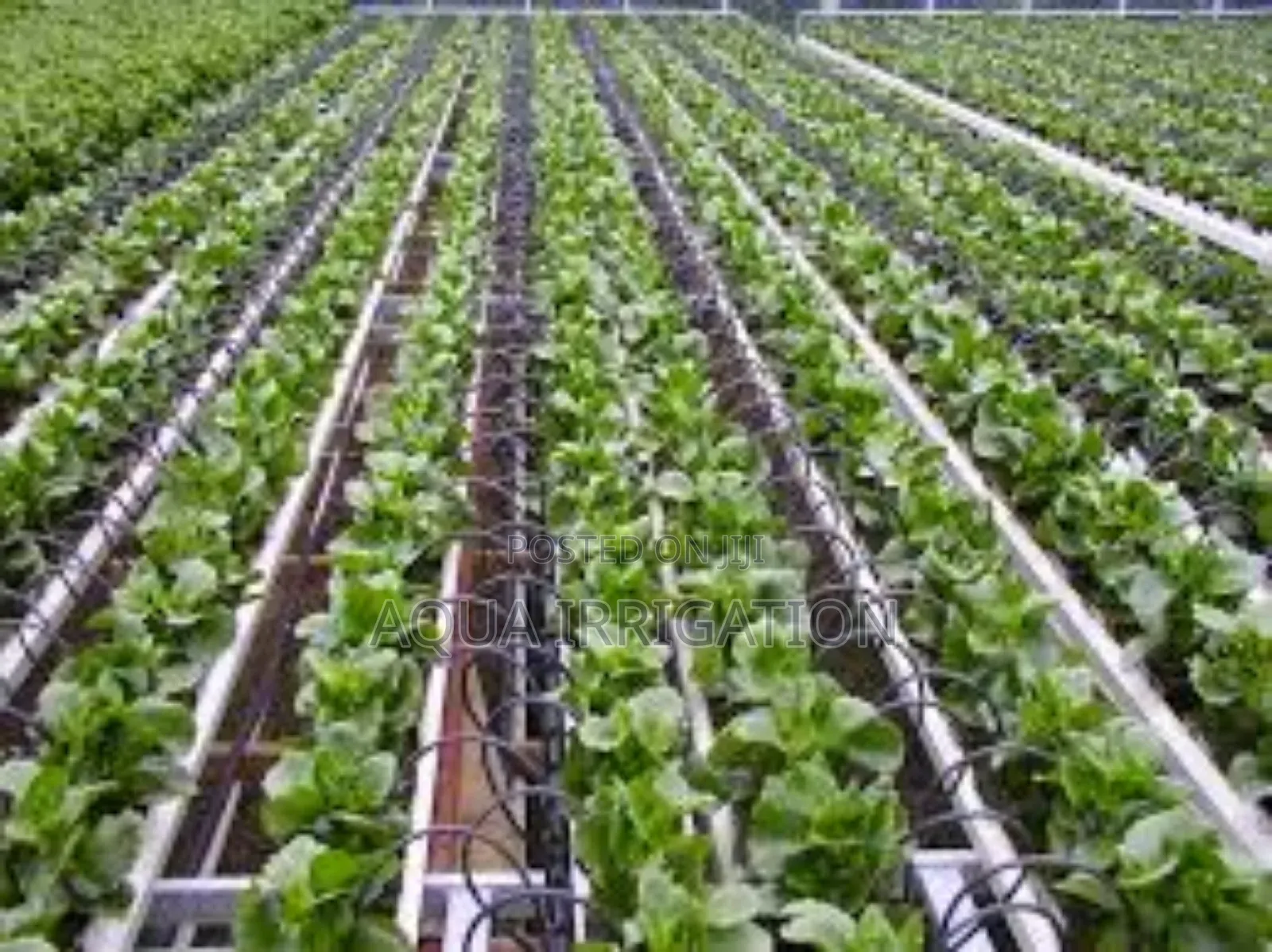 Drip Lines: More Food, Less Water