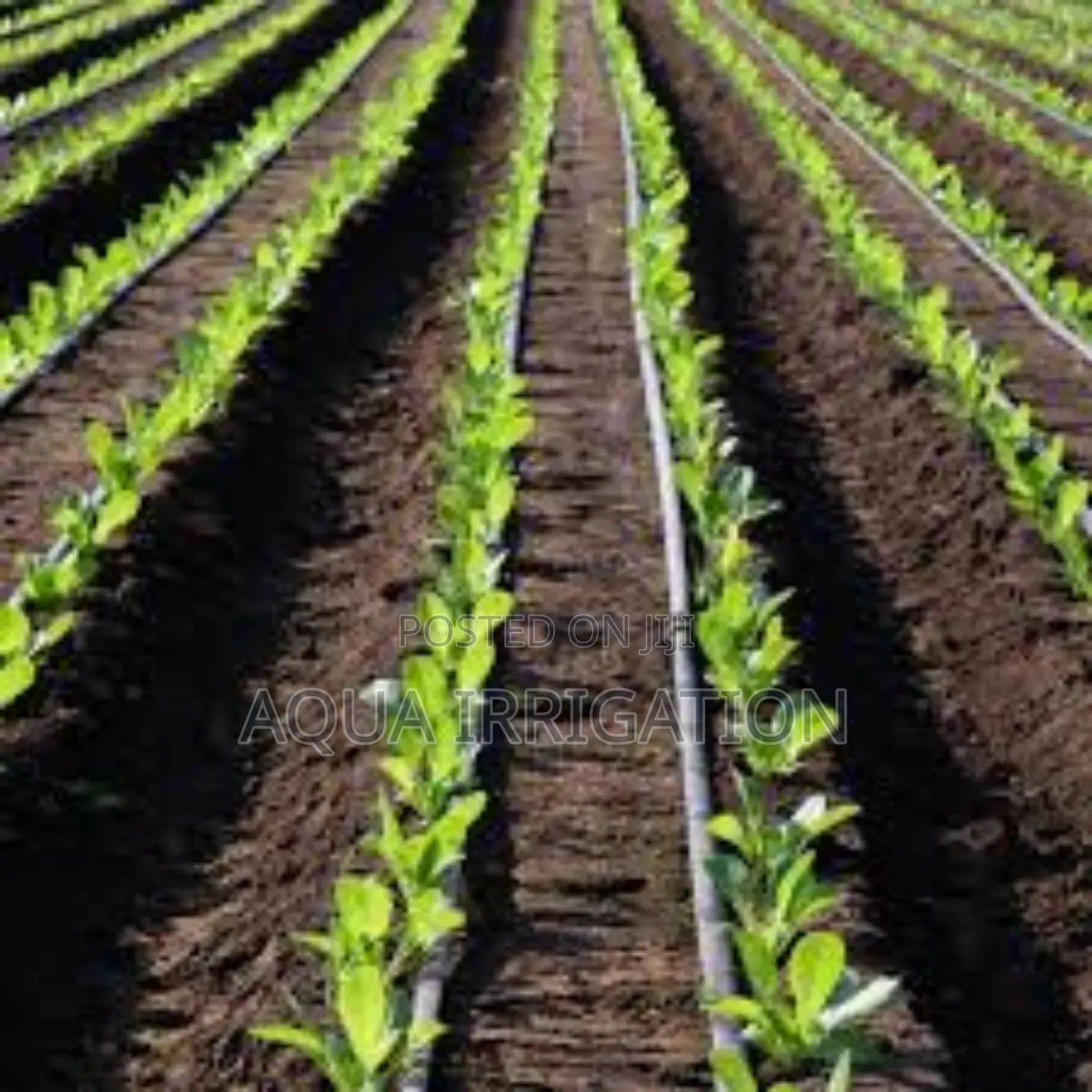 Save More, Grow More With Drip Lines!