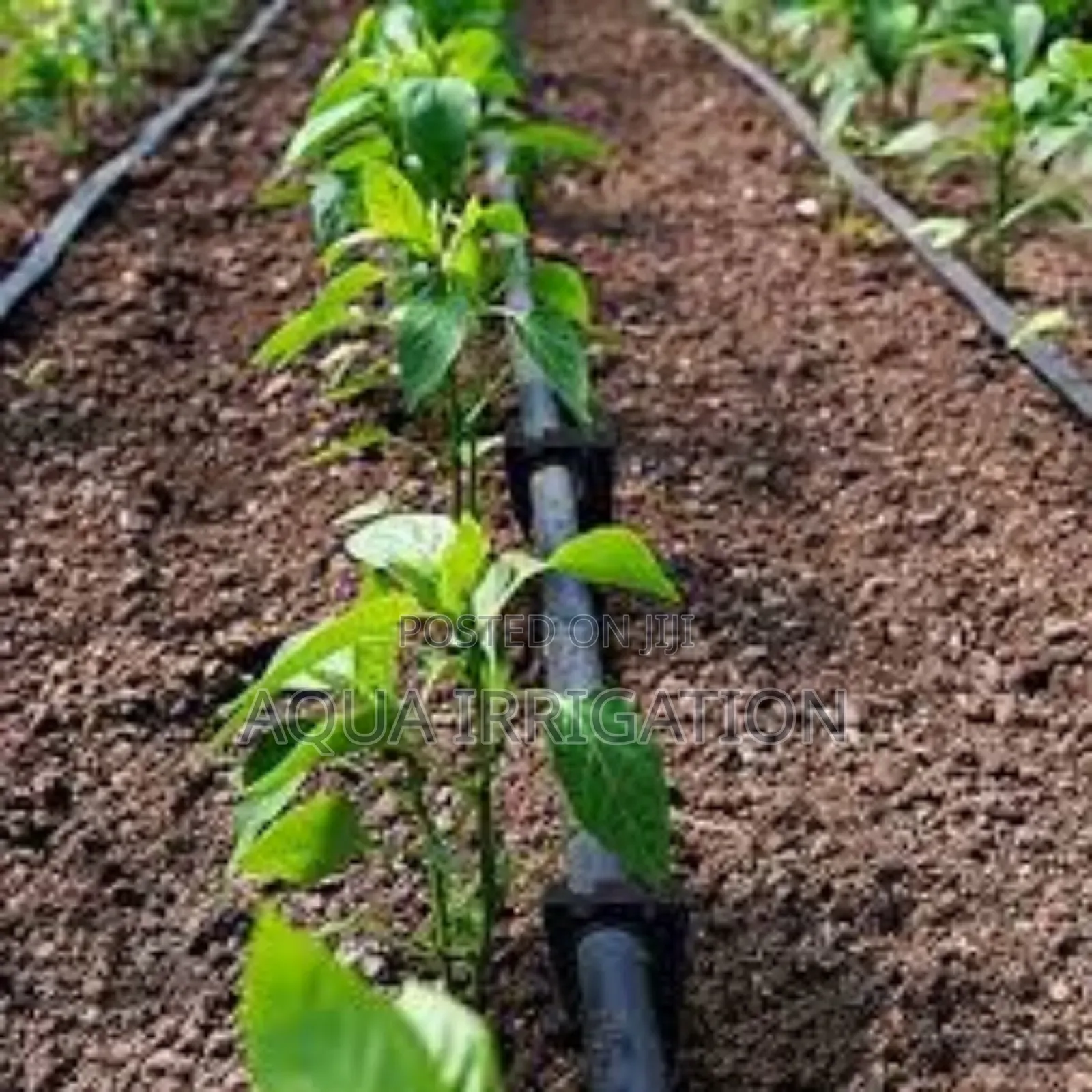 Drip Irrigation: Save Water, Increase Profits