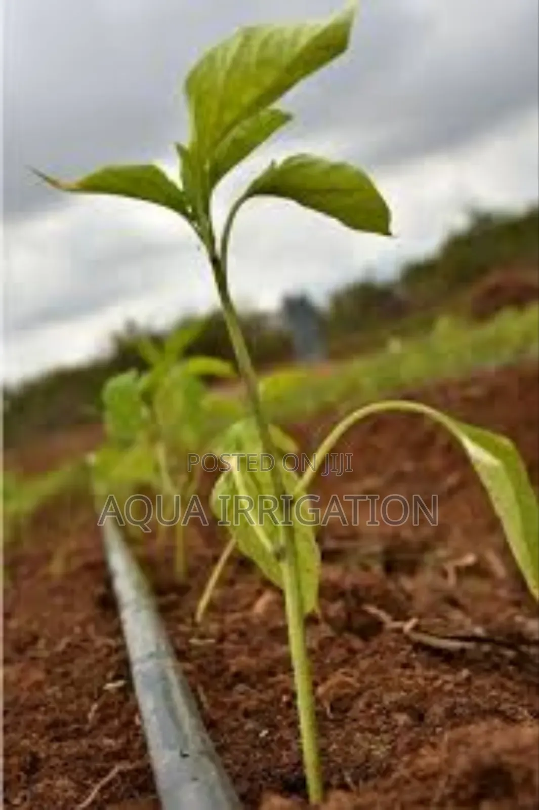 Water Smart, Grow Big With Drip Irrigation