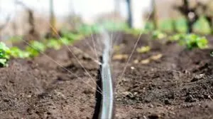 Water Smarter, Harvest Better With Drip Lines!