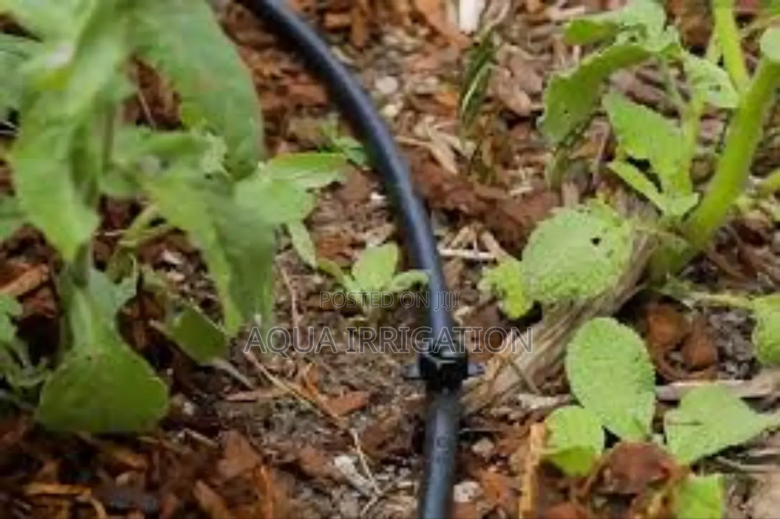 Drip Irrigation: Healthy Crops, Less Water
