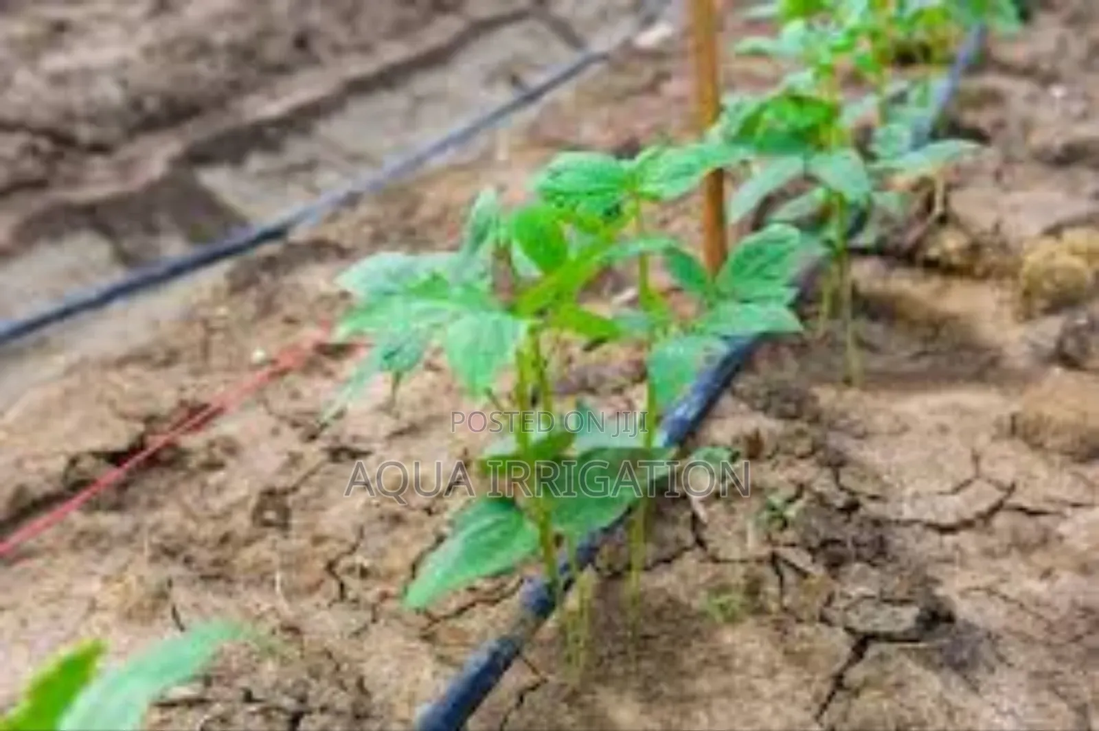 Drip Lines: More Crop, Less Effort