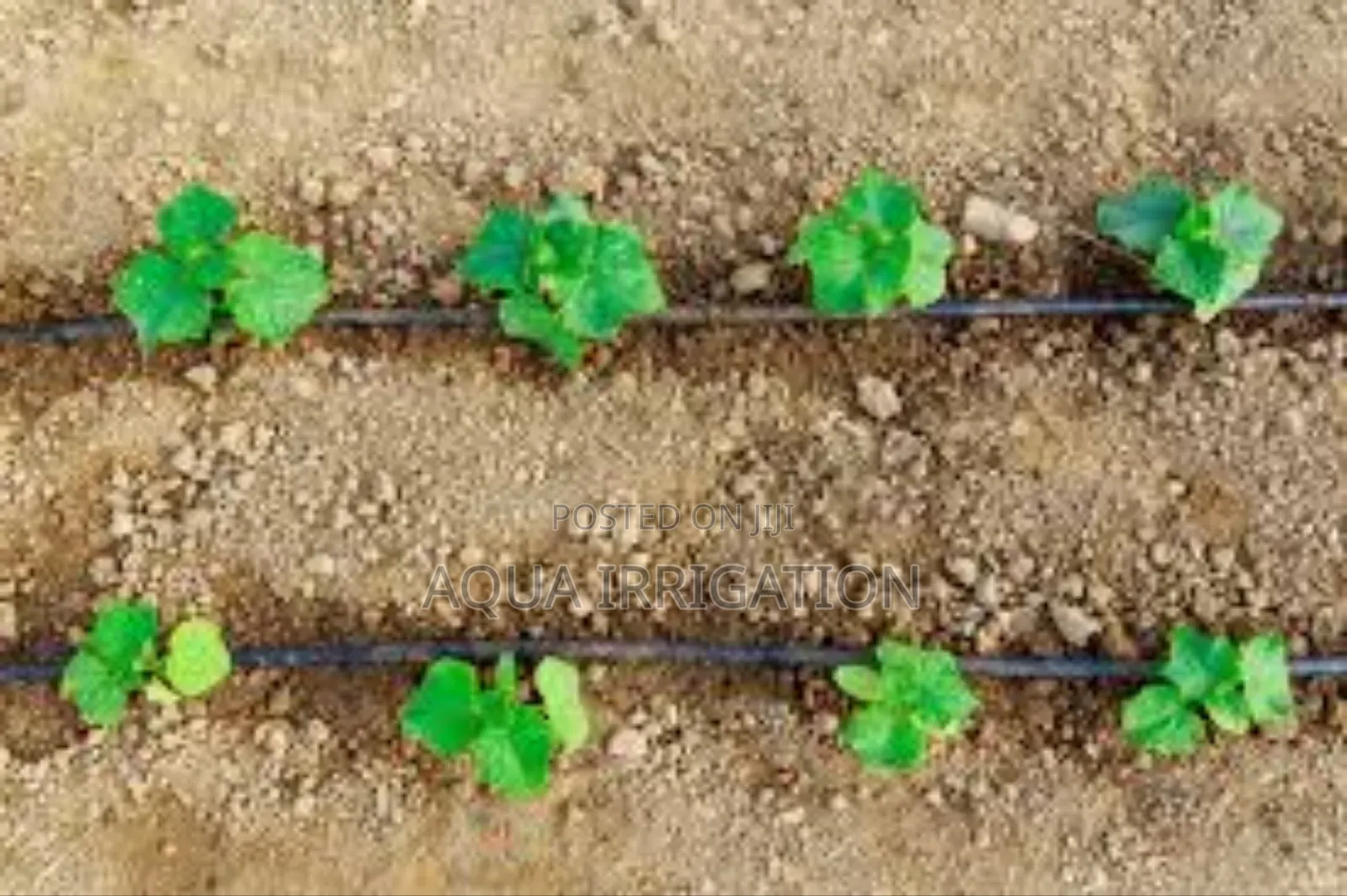Drip Irrigation: Every Drop, Every Plant!