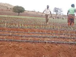 Drip Lines: More Growth, Less Work!